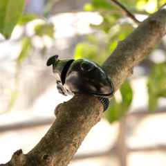 *MKS* かぶとむしベル