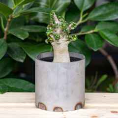 ※鉢のみの販売です。