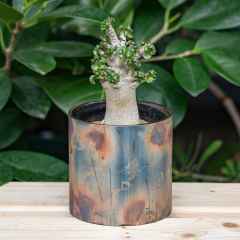 ※鉢のみの販売です。