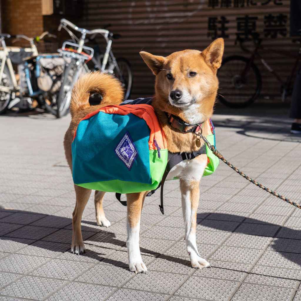 ATMOSPHERE MOUNTAIN WORKS* dog pack (midium/black) - BLUE LUG
