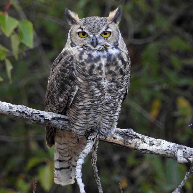 CAMP AND GO SLOW* great horned owl tape - BLUE LUG ONLINE STORE