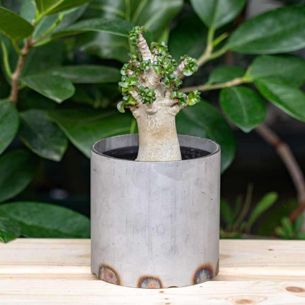 REW10 WORKS* potal stainless pot - BLUE LUG ONLINE STORE