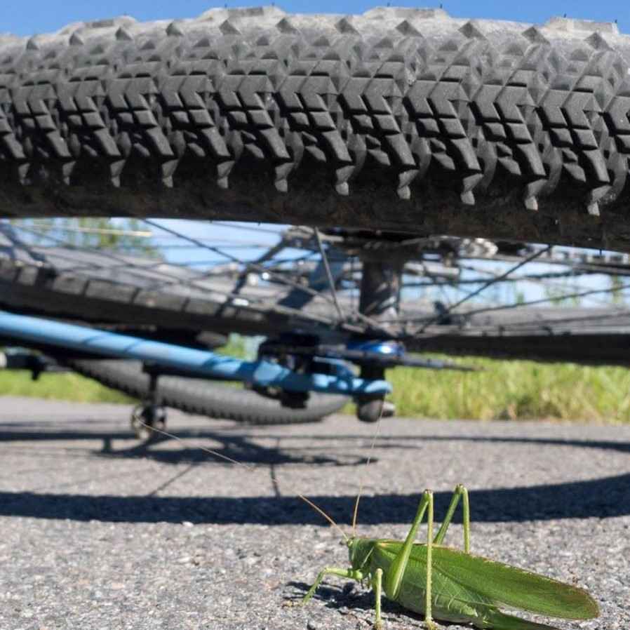 Teravail Sparwood 29 x 2.2 Tire, Light and Supple | Tree